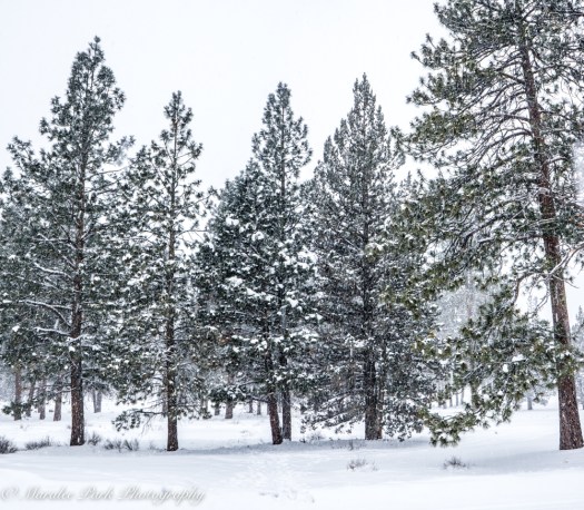 january-07-2017nature2971