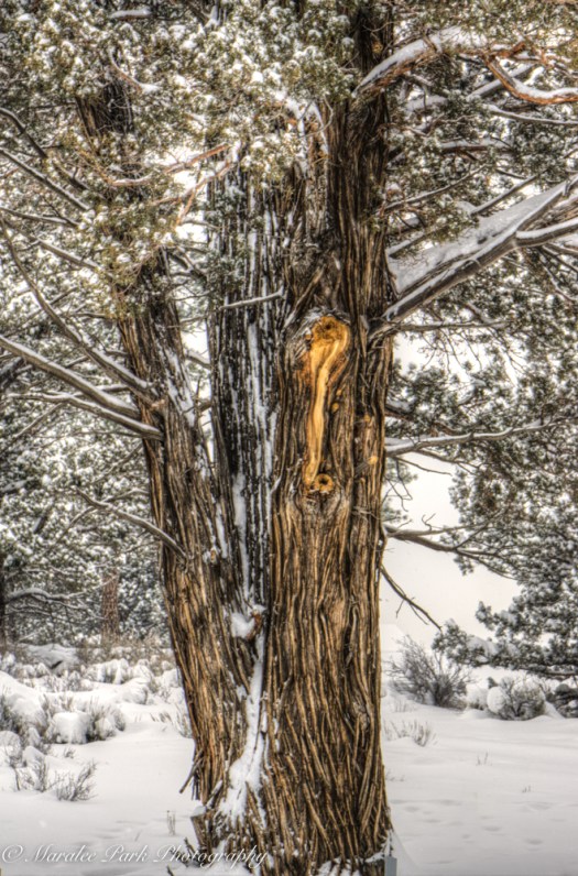 january-07-2017nature3006_7_8