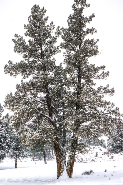 january-07-2017nature3009_10_11