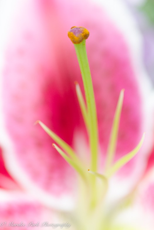 january-09-2017nature3015