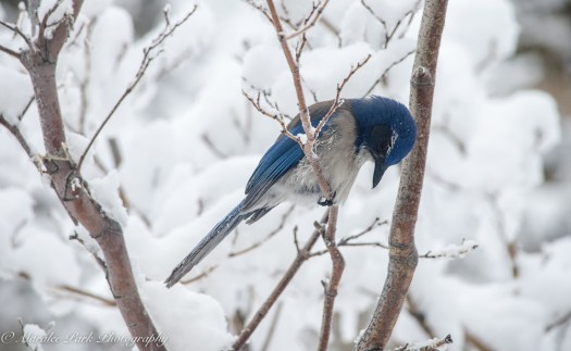 january-12-2017nature3051