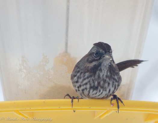 january-12-2017nature3070