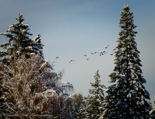 january-13-2017nature3120