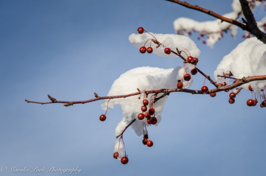 january-13-2017nature3135