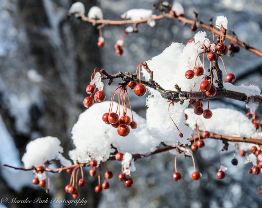 january-13-2017nature3138