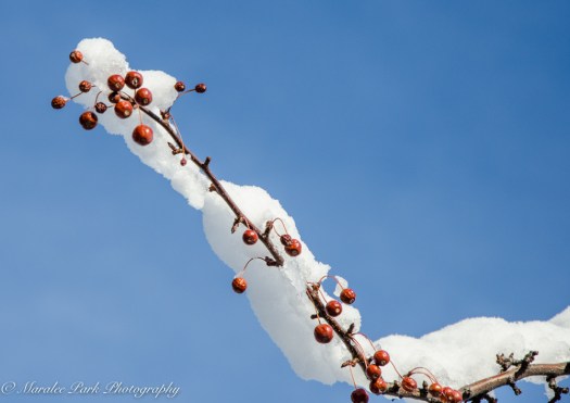 january-13-2017nature3141