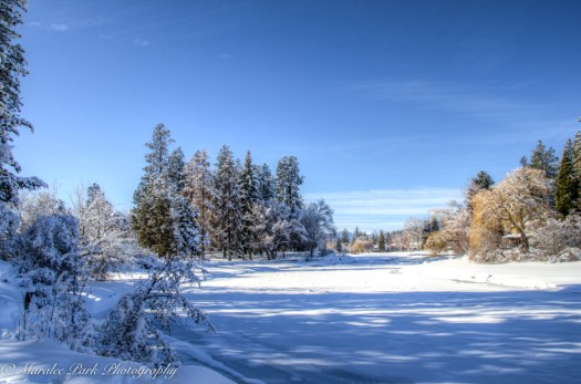 january-15-2017nature3171_70_69