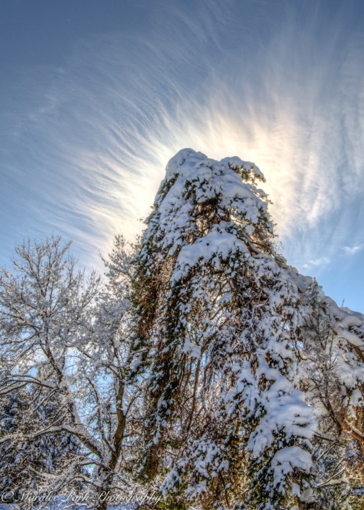 january-15-2017nature3174_2_3