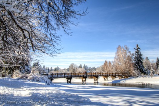 january-15-2017nature3195_4_3