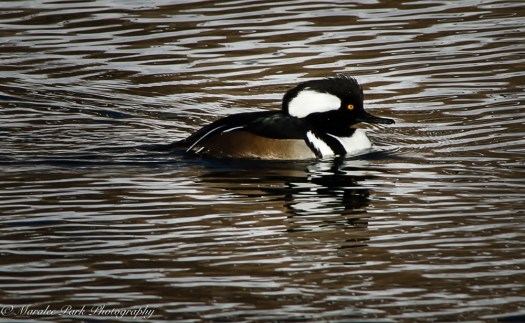 january-16-2017nature3247-2