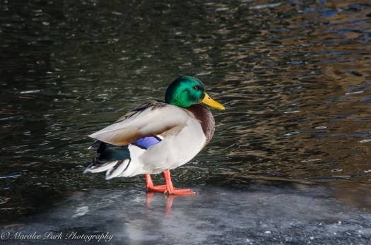 january-16-2017nature3254