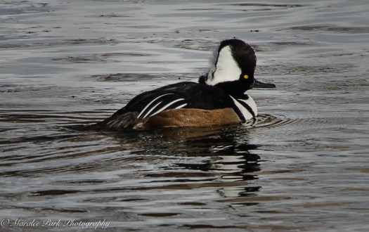 january-16-2017nature3270