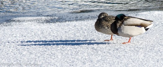 january-16-2017nature3271