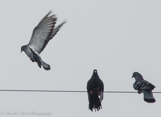 january-18-2017nature3425