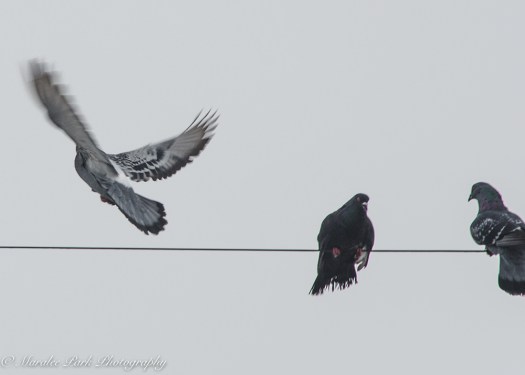 january-18-2017nature3426