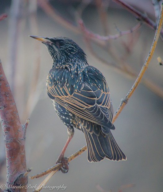 january-20-2017nature3432