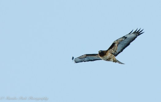 january-21-2017nature3572