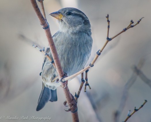 january-27-2017nature3587