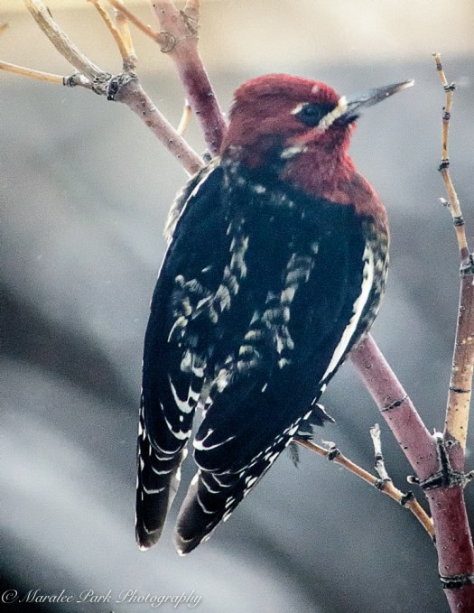 february-02-2017nature3677