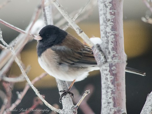 february-02-2017nature3681