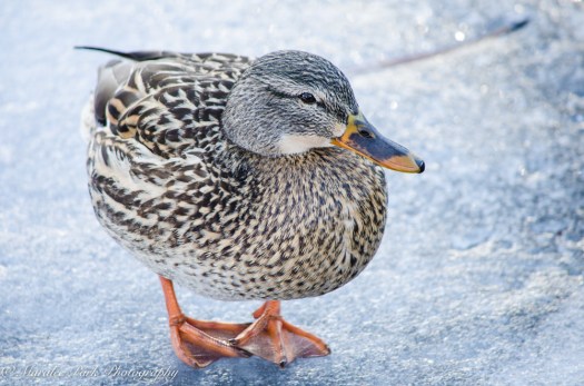 february-10-2017nature4085