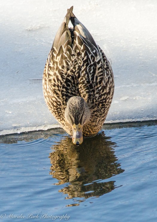 february-10-2017nature4095