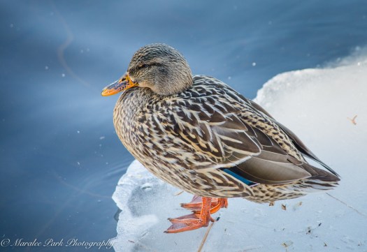 february-10-2017nature4098