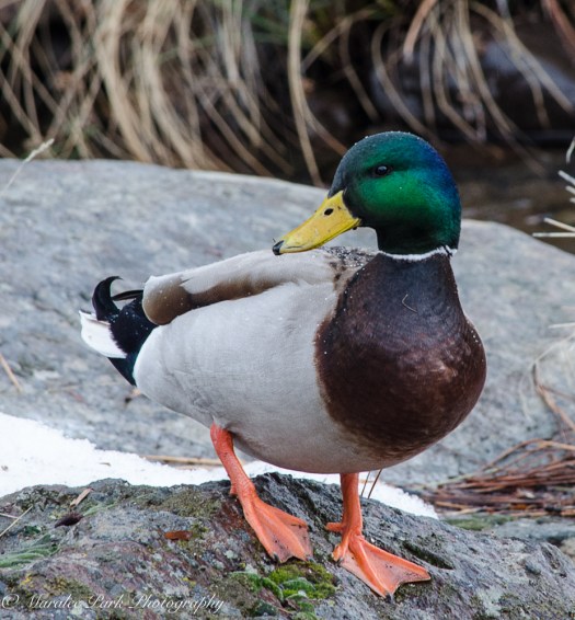 february-19-2017nature4156