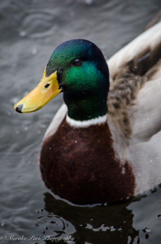 february-19-2017nature4173