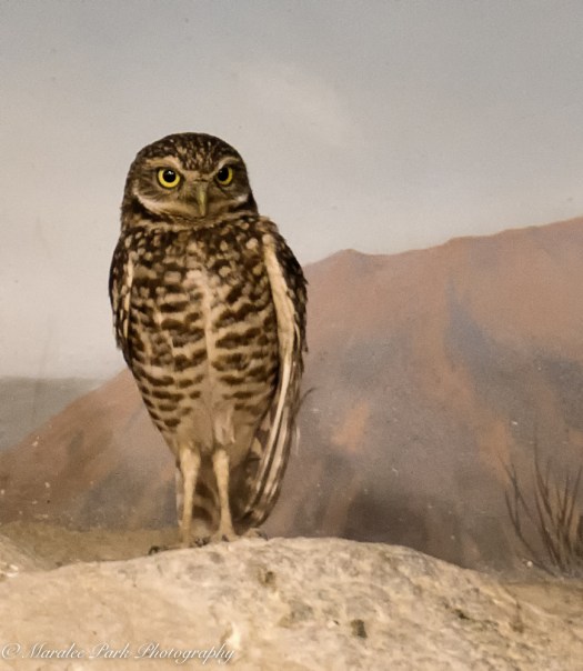 february-27-2017nature4780-2