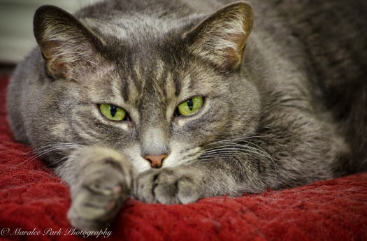 january-19-2017nature3431