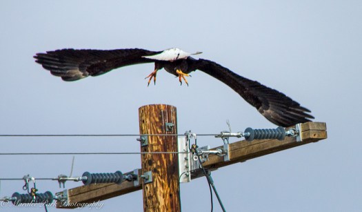 february-25-2017nature4392