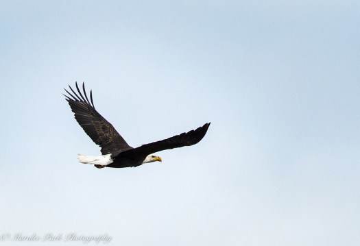 february-25-2017nature4400