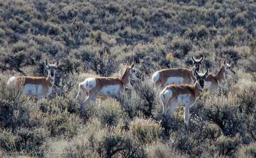 february-25-2017nature4414