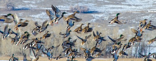 february-25-2017nature4443