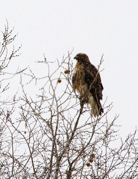 february-26-2017nature4523