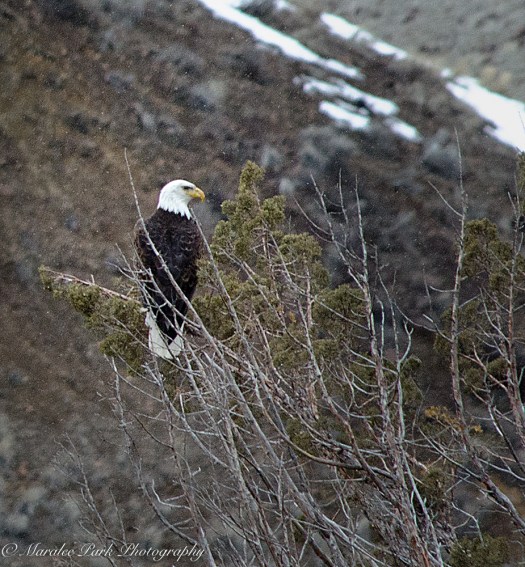 february-26-2017nature4530