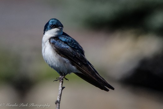 Swallow, Tree Swallow, Bird