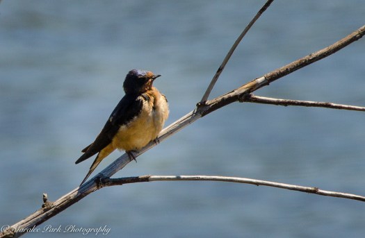 Barn Swallow, Bird, Swallow