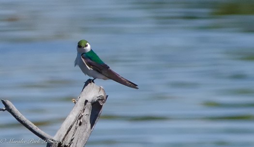 Swallow, Bird, Violet Green Swallow