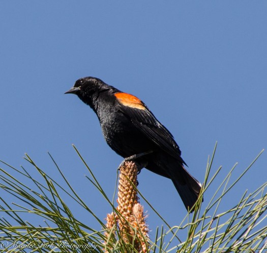 Red-Winged Blackbird