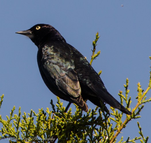 Brewer's Blackbird