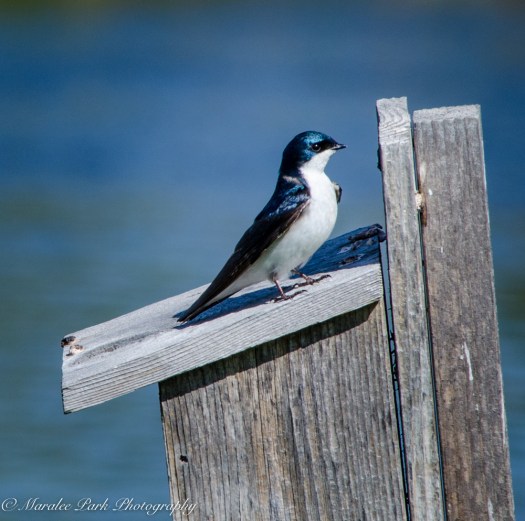 Tree Swallow