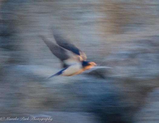 Barn Swallow in Flight