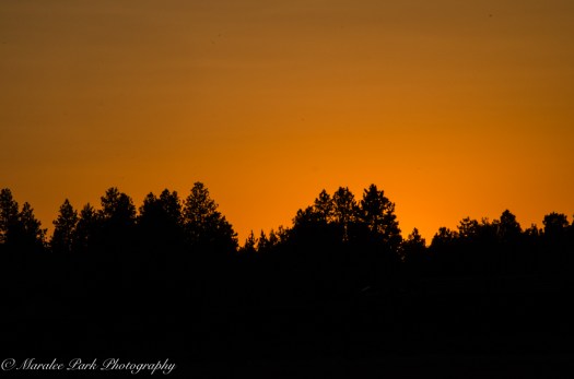 Golden Sunset Silhouette