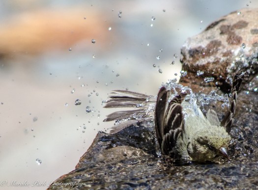 Bird_Bath, Splashing