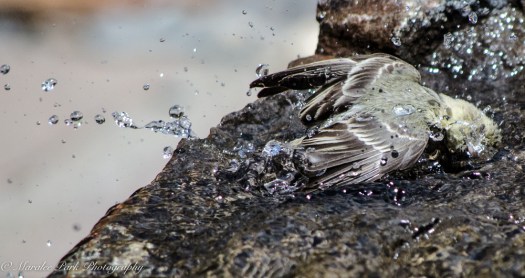 Bird_Bath, Splashing