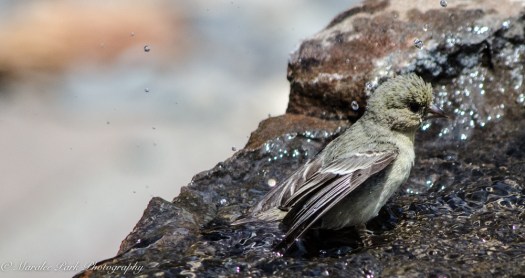 Bird_Bath, Splashing