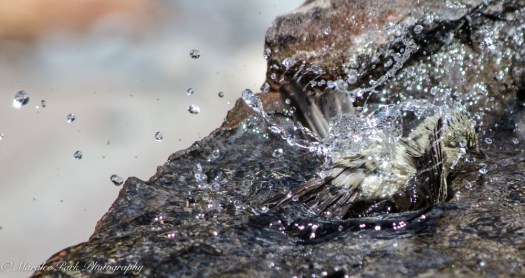 Bird_Bath, Splashing
