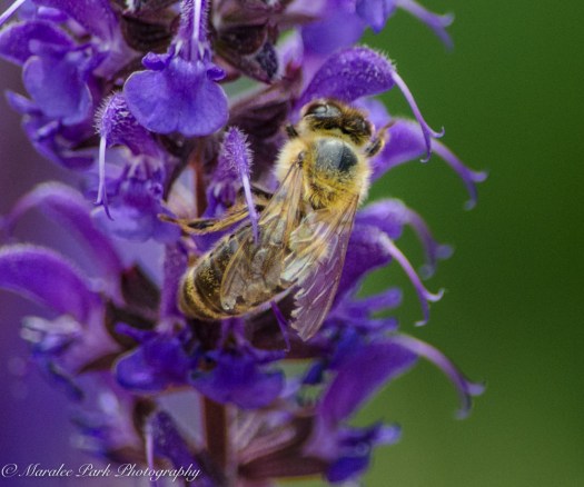 Bee, Insect, Flower, Lavender